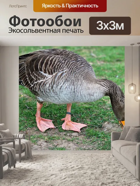 Фотообои Птица
