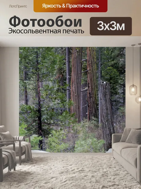 Фотообои Лесные деревья