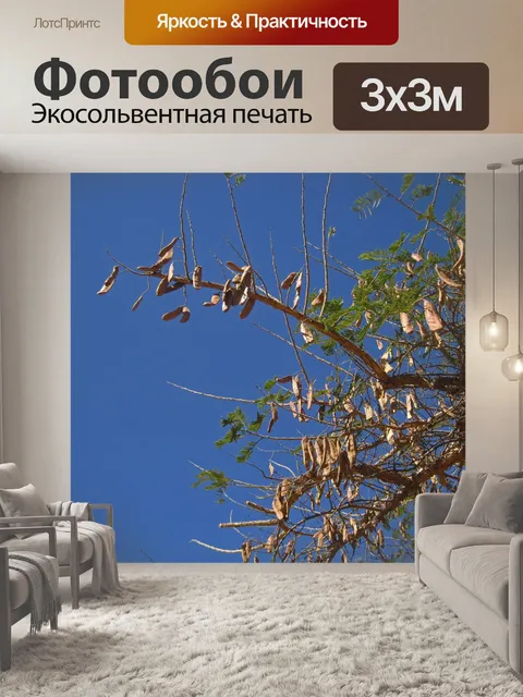 Фотообои дерево с сухими семенными коробками