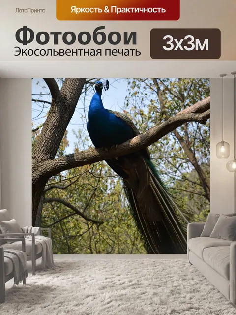 Фотообои Павлин