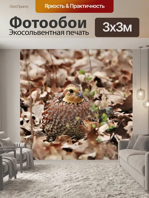 Фотообои Женский Bobwhite перепела в листьях