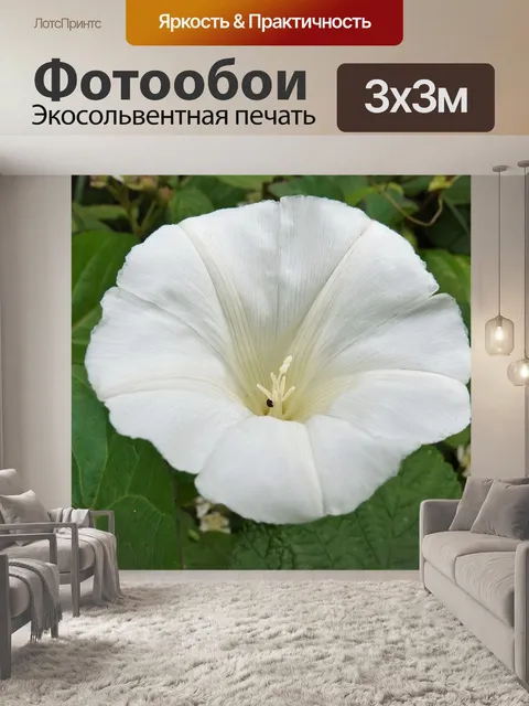 Фотообои Белый