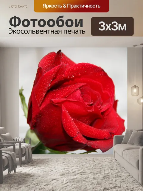 Фотообои Роза