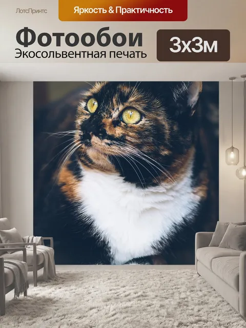 Фотообои Кот