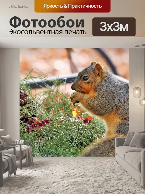 Фотообои Фокс Белка, питающаяся ягодами