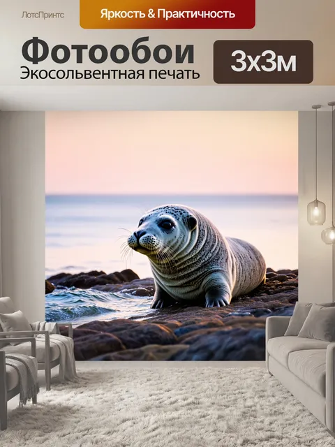 Фотообои изображение серого тюленя, спокойно отдыхающего на скалистом берегу гельголанда в мягком свете заката