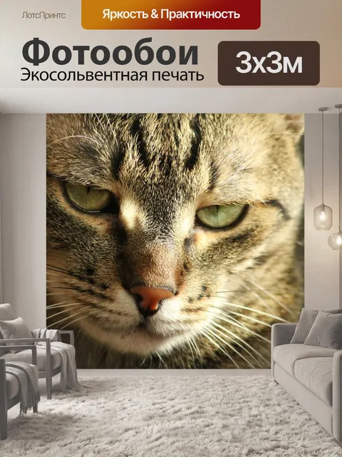 Фотообои Кошка