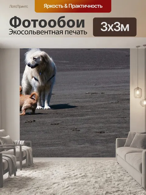 Фотообои собаки играют на пляже