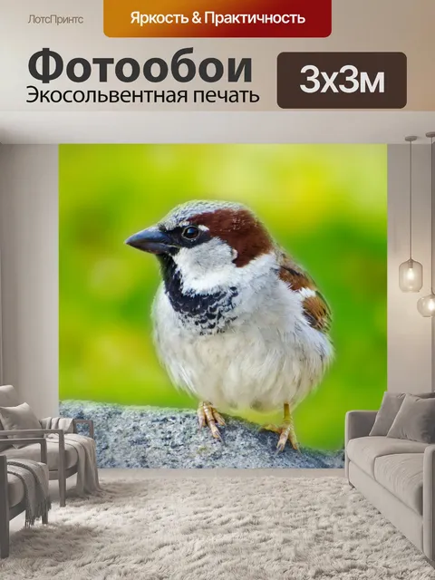Фотообои Птица