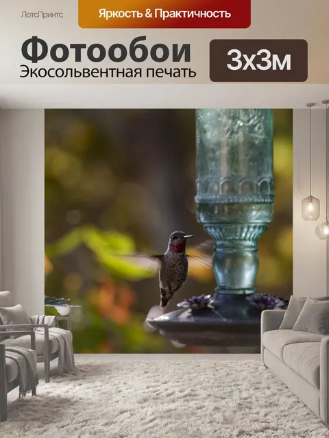 Фотообои Полет Анны Колибри