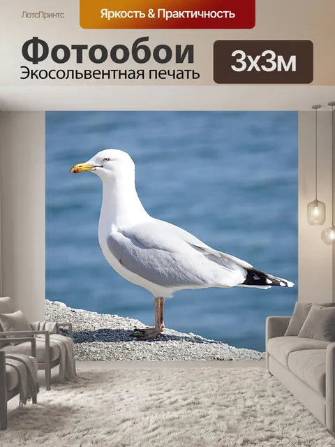 Фотообои Чайка