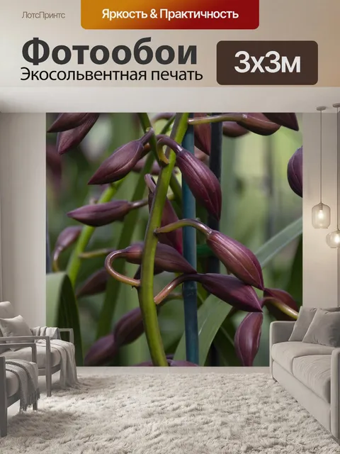 Фотообои Бутоны орхидей