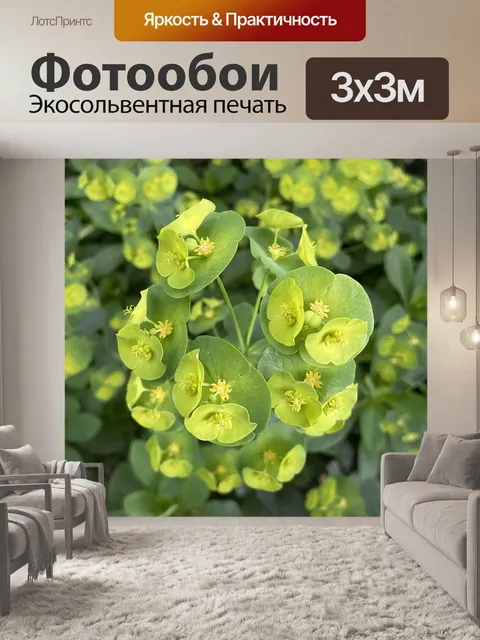 Фотообои Молочай