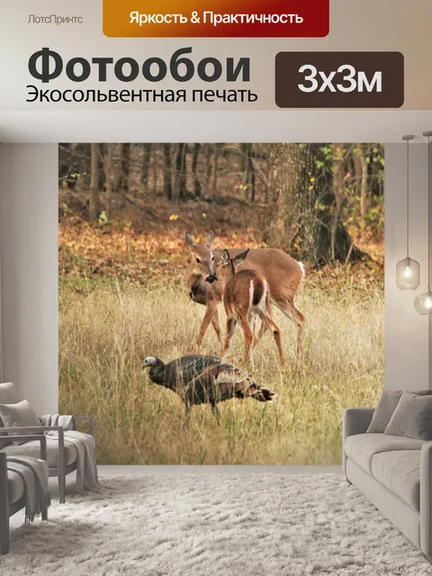 Фотообои Два белохвостых оленя и дикая индейка
