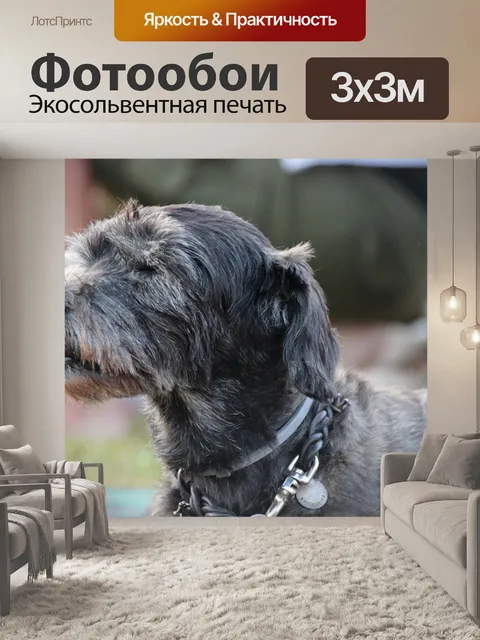 Фотообои Собака