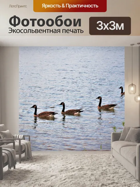 Фотообои Четыре канадских гуся, плавающие в озере