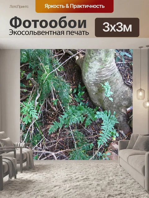 Фотообои папоротник, растущий у основания дерева