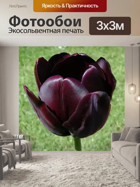 Фотообои Тюльпан цветок