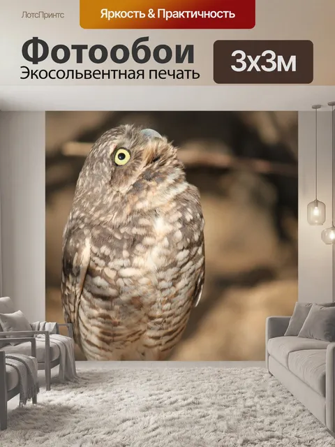 Фотообои Burrowing Сова