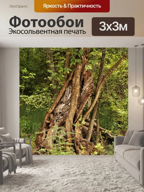 Фотообои Витые деревья в лесу