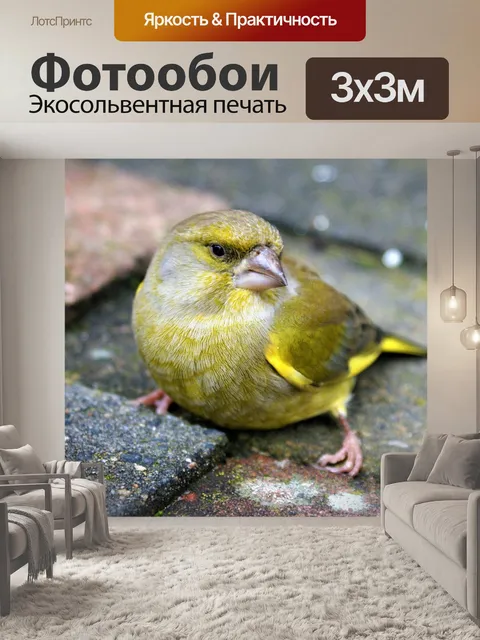 Фотообои Птица