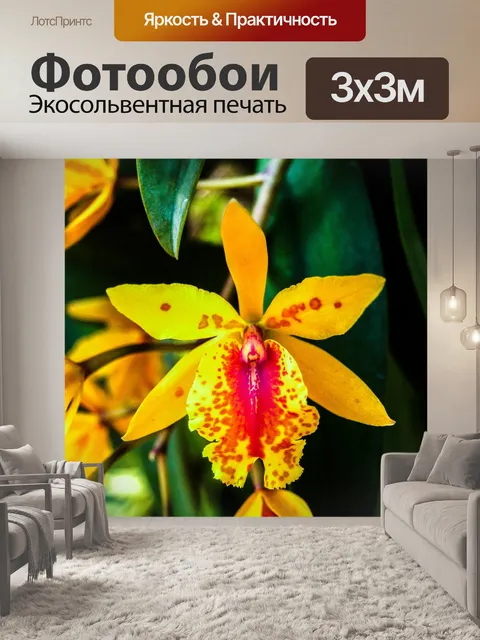 Фотообои Цветок орхидеи