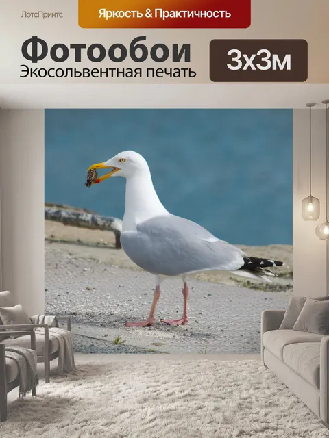 Фотообои Питание чайки