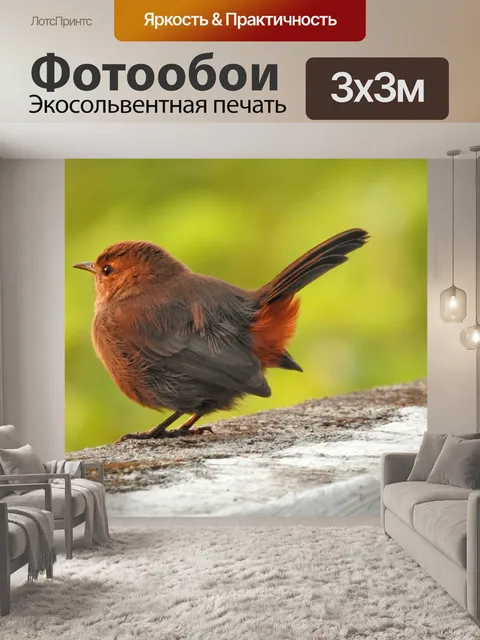 Фотообои Птицы