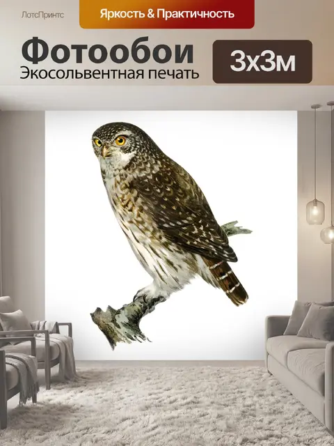 Фотообои Винтаж старый клипарт сова