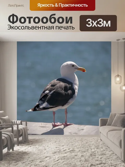 Фотообои чайка