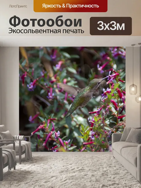 Фотообои зеленый колибри