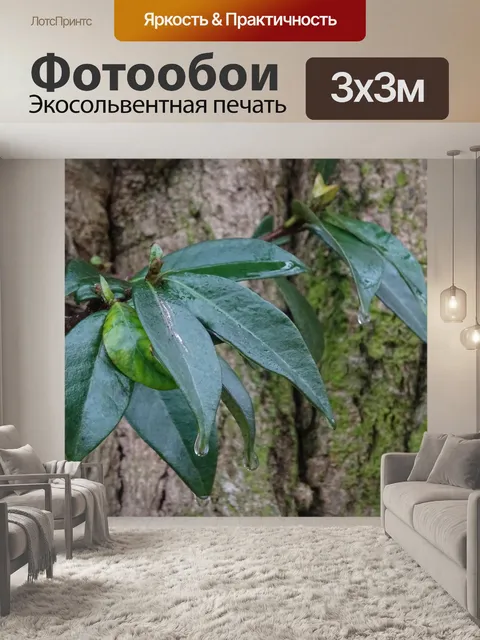 Фотообои Флора на ствол дерева с каплями дождя