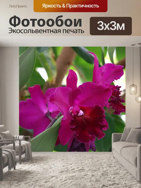 Фотообои Орхидея