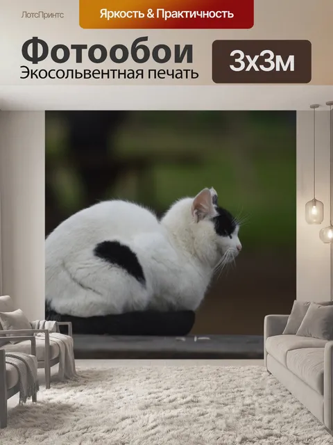 Фотообои Кошка