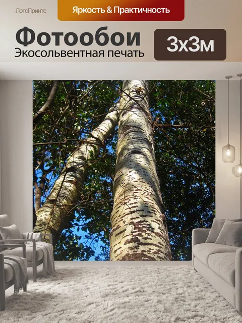 Фотообои высокие стройные фактурные стволы деревь