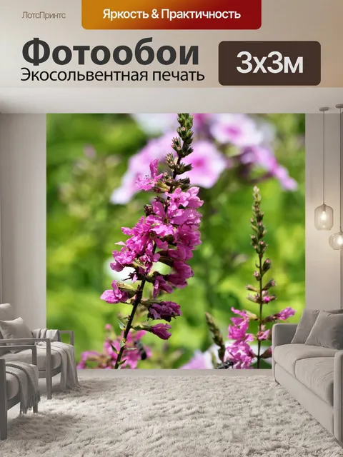 Фотообои Розовые цветы Сальвии