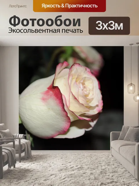 Фотообои Розы на темном фоне