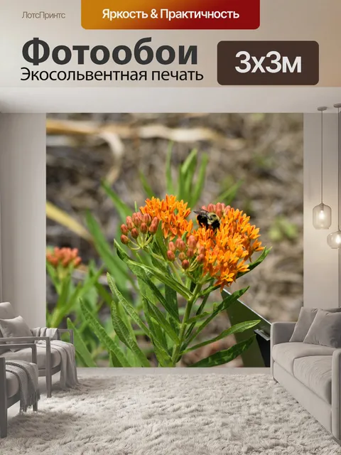 Фотообои Оранжевый цветной цветок бабочка