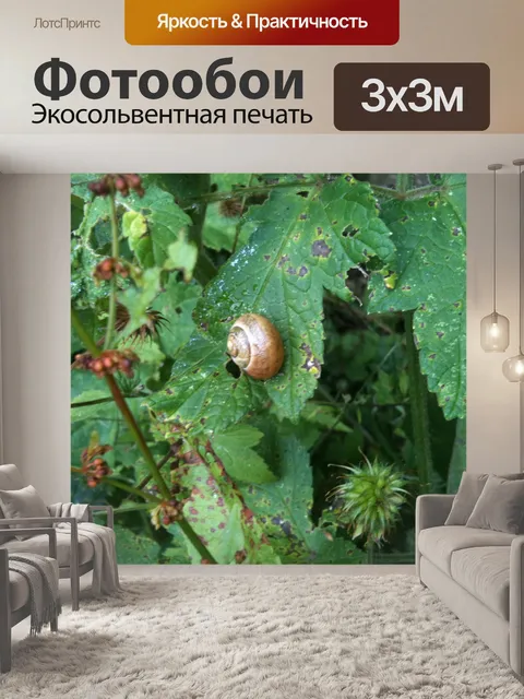 Фотообои Улитка