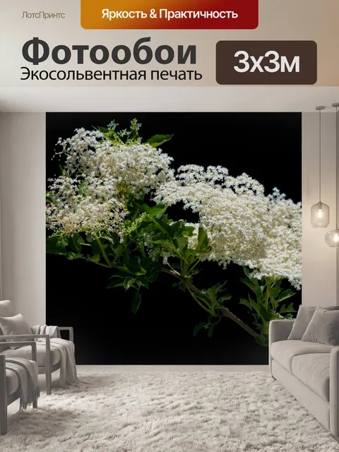Фотообои Белые цветы, черный фон