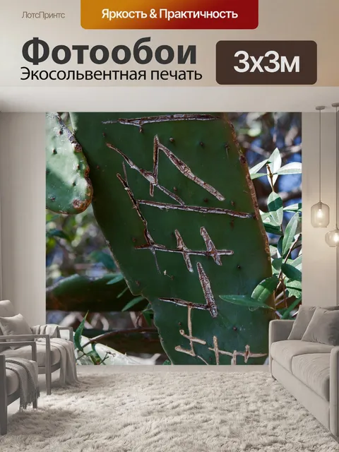 Фотообои граффити на большой опунции