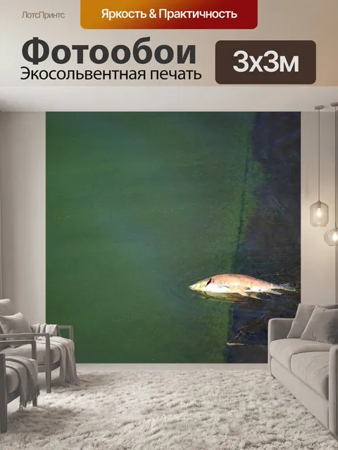 Фотообои мертвая рыба лежит на краю перелива