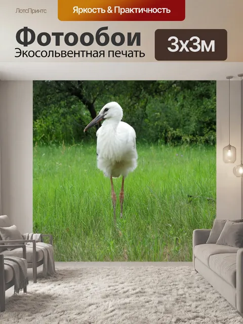 Фотообои Аист