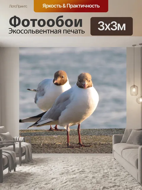 Фотообои Озерная чайка