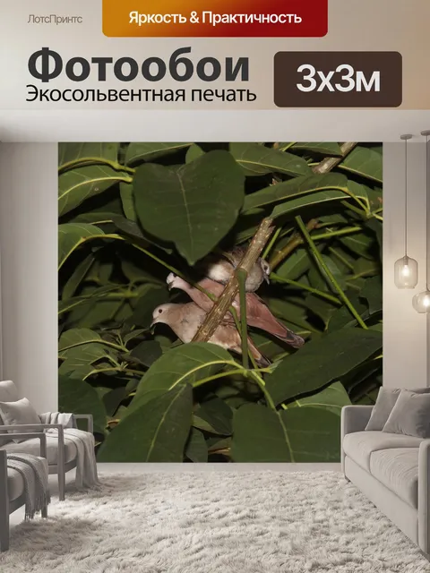 Фотообои Птицы