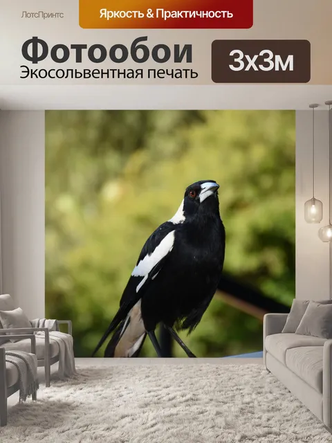 Фотообои Сорока