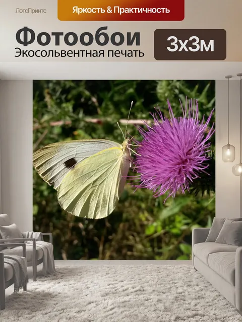 Фотообои Бабочка