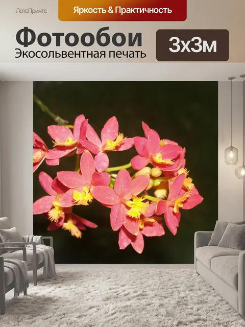 Фотообои Фото цветка орхидеи