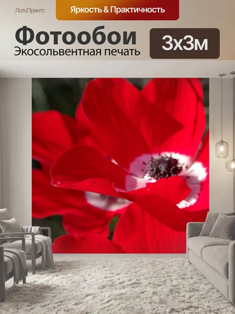 Фотообои Крупный план двух красных цветков анемон