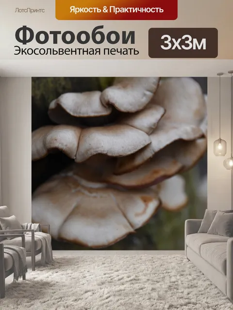 Фотообои Гриб